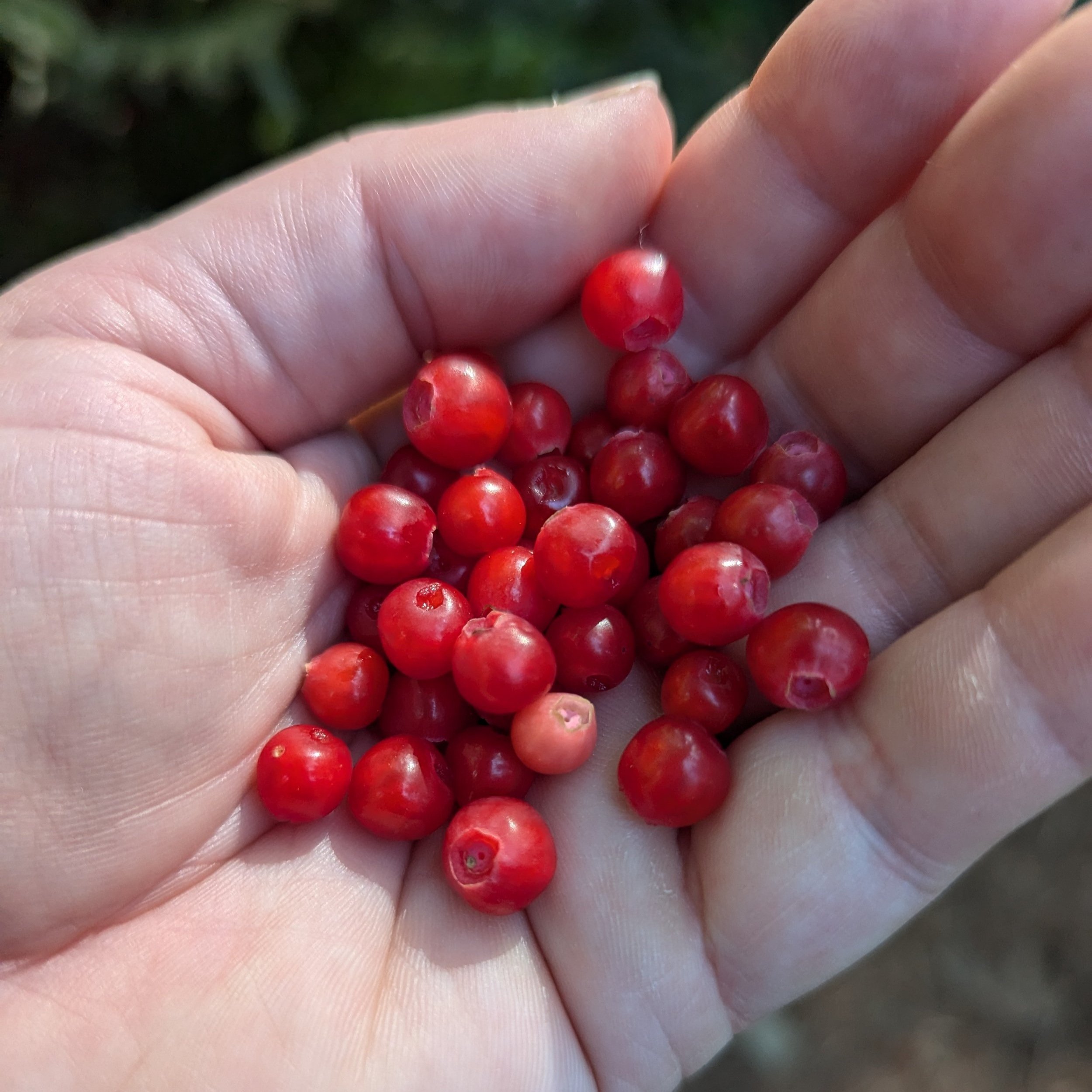 Are You Berry Curious? — Issaquah Alps Trails Club